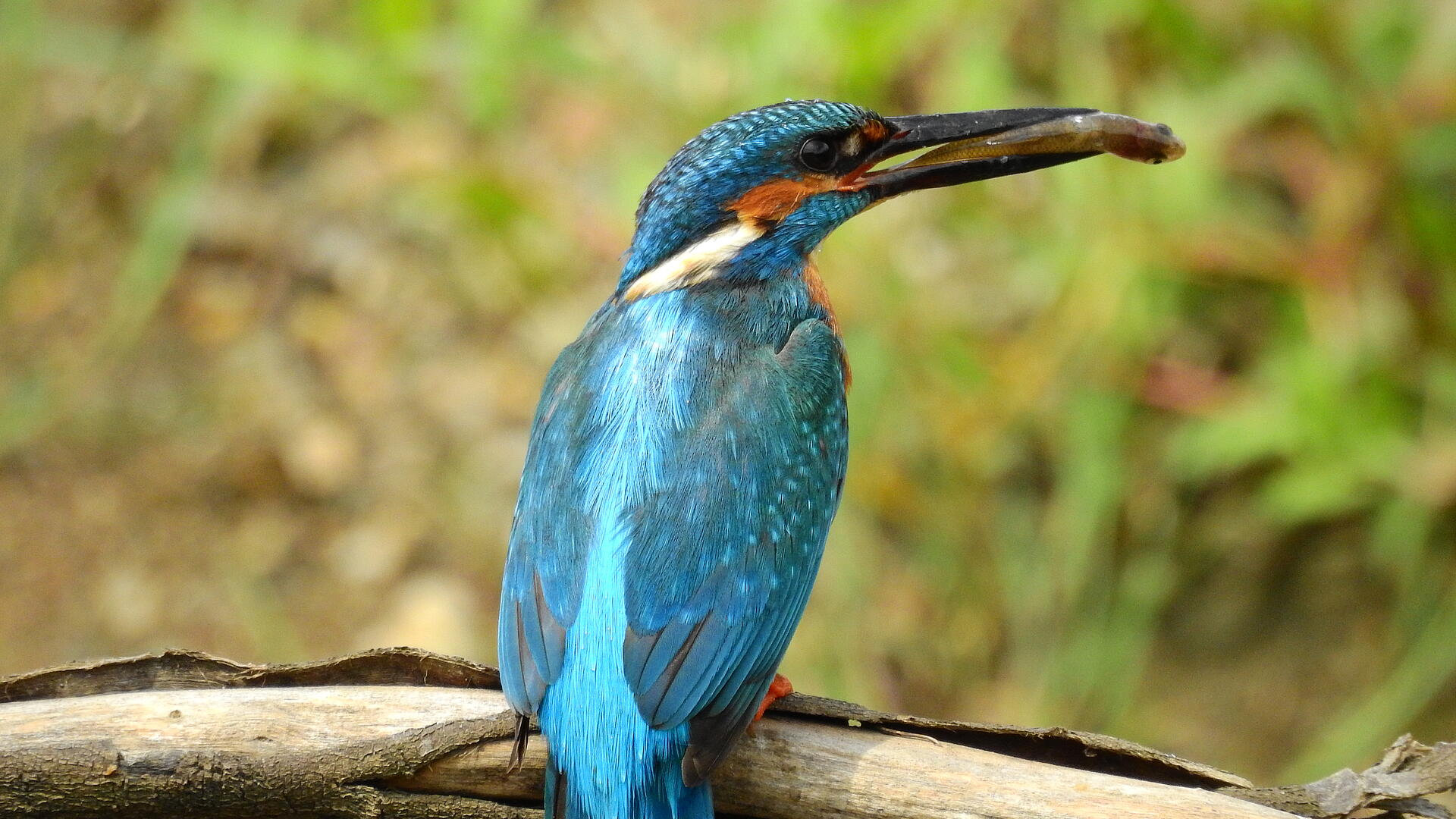 Eisvogel mit Fisch an der Wernberger Drauschleife